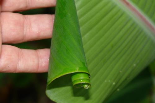 + Living factors: Insect Damage Rolled leaves