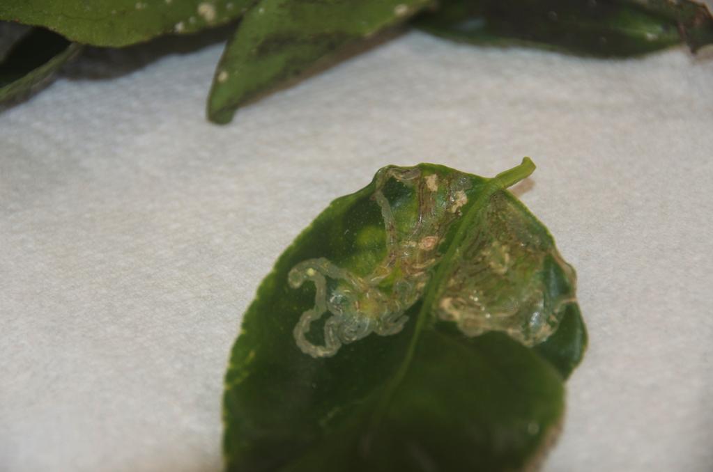lower leaf surfaces Leafminers Holes in stems,