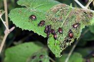 Leaf-Feeding Beetles! Order Coleoptera: Beetles!