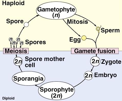 Introduction to the Plant Kingdom - 3 The Life History of all plants involves an alternation of a haploid phase (the Gametophyte) that produces gametes in protective structures called gametangia,
