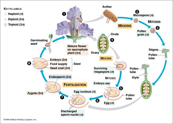 Life Cycle of an Angiosperm immature gametophytes are produced by the anther as pollen grains; female gametophytes are produced in ovules, which also contain an embryo sac with eight nuclei (one egg)