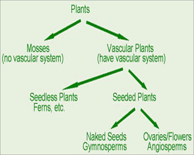 The two groups that plants are divided into: 1. Non Vascular: These include mosses (Bryophytes), liverworts (Hepatophytes), and hornworts (Anthocerophytes).