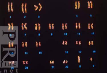 Sex Chromosomes Humans have 23 homologous pairs of chromosomes.