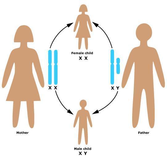 Sex Chromosomes 2 forms of the sex chromosome X & Y Males have
