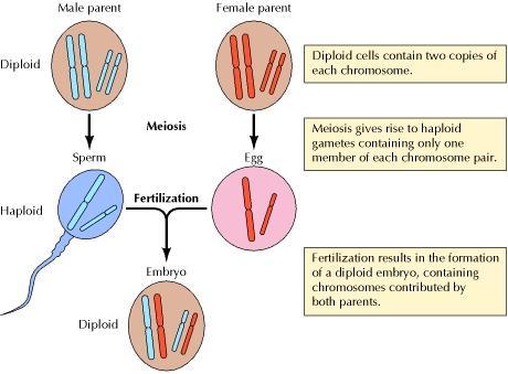 Haploid and Diploid cells Fertilization the nucleus/chromosomes of a haploid sperm cell from the