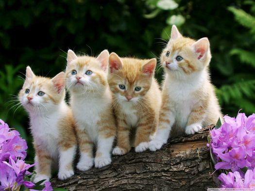 Kittens,