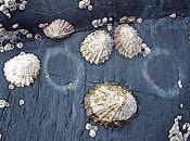 dehydration LIMPETS