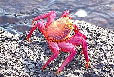 Crabs store water in gill