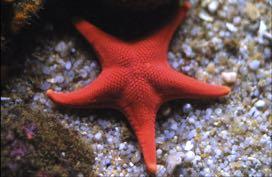 - Echinoderms (starfish) and