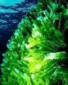 (CHLOROPHYTA) Green algae