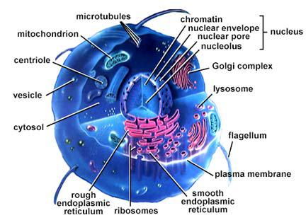 Eukaryotic Cell Nov.