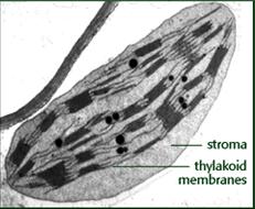 Cell Organelles Chloroplasts and mitochondria have such genomes: around 120 genes for the chloroplasts of higher
