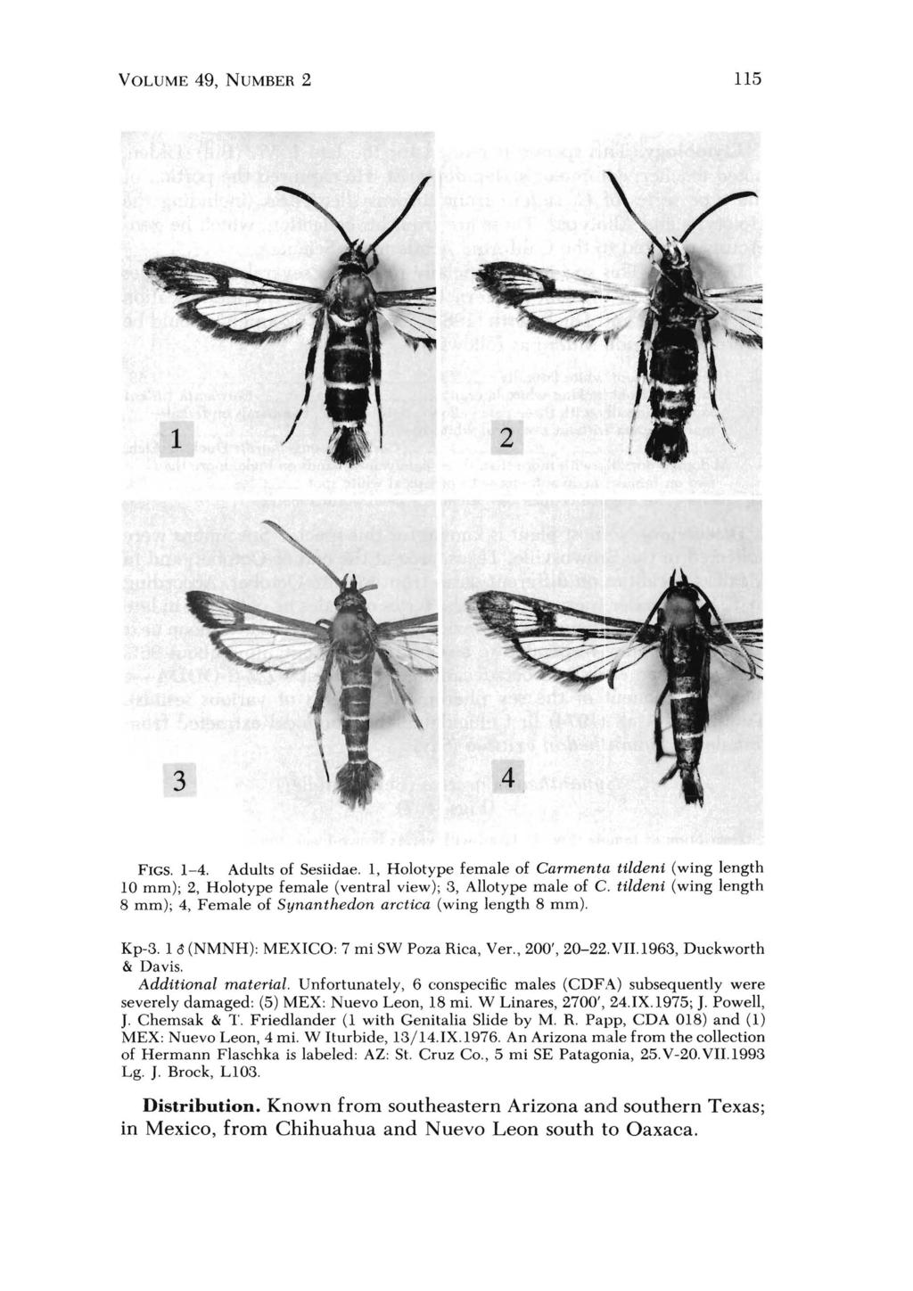 VOLUME 49, NUMBER 2 115 FIGS, 1-4, Adults of Sesiidae, 1, Holotype female of Carment! tildeni (wing length 10 mm); 2, Holotype female (ventral view); 3, Allotype male of C.