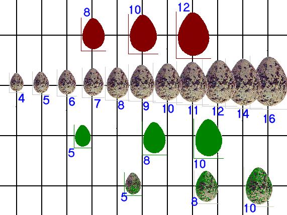 Herring Gull Egg Retrieval Fixed Action Patterns http://salmon.psy.plym.ac.uk/year1/ethexpt.
