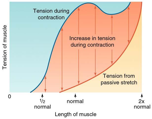 Length-Tension Relationship Normal muscle