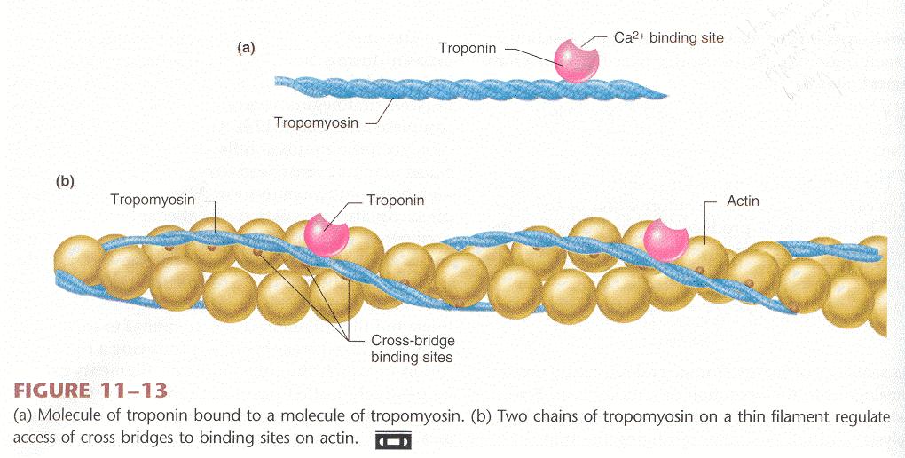 binds troponin which is attached to tropomyosin on