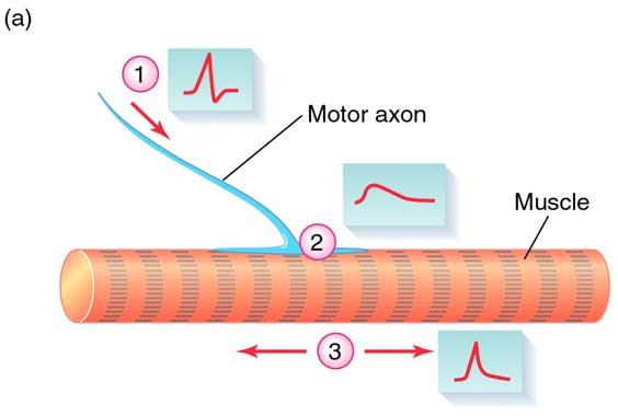 Excitation-Contraction Coupling, from the beginning 1. AP from CNS arrives at neuromuscular junction. 2. ACh released into synapse. 3. ACh binds to nicotinic receptors on motor endplate.