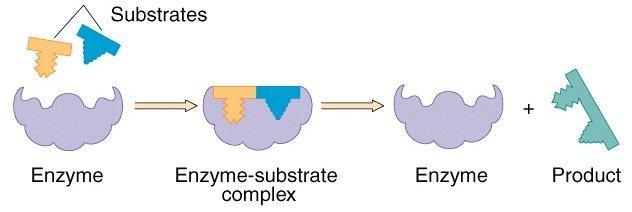 Enzyme Worksheet 1. What are enzymes made of? (circle correct answer) Lipids Carbohydrates Proteins Nucleic acids 2. What do enzymes do? 3. Explain what takes place in each step of the diagram: 4.