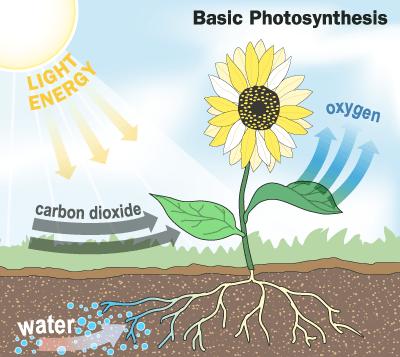Plants store the energy from the sun as glucose (sugar) in their leaves in a process