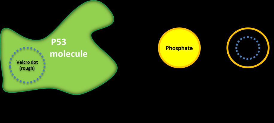 MAKE SOME PRO-APOPTOSIS PROTEINS 3 x Pro-apoptosis protein: Needs to be similar