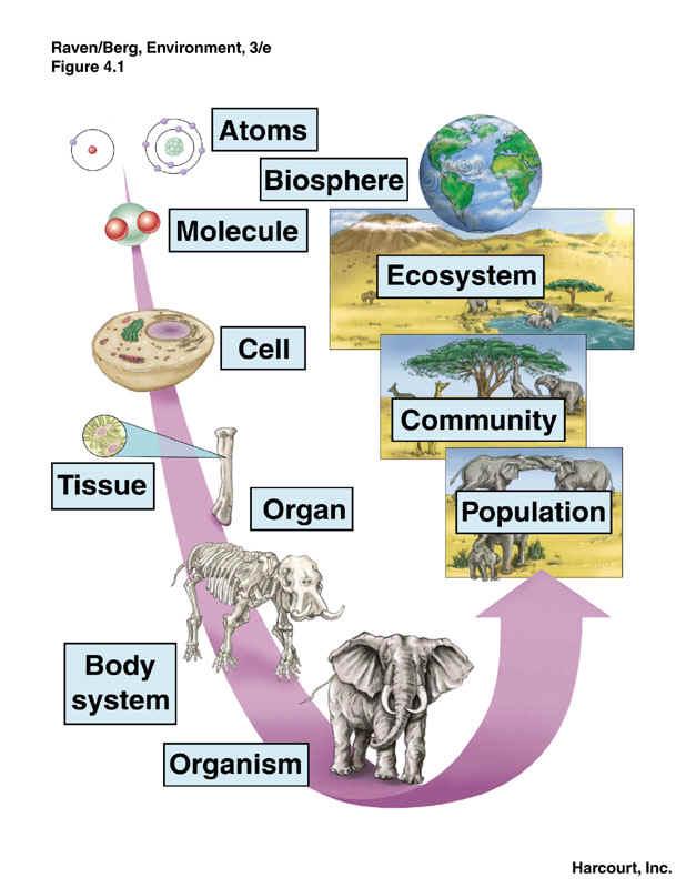 Biological Hierarchy New properties emerge at each level in the biological hierarchy.