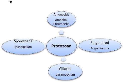 Heterotrophs. predators/ parasites. There are 4 major groups; Amoeboid protozoans. Fresh water, sea and moist soil -pseudopodia marine forms have silica shells.