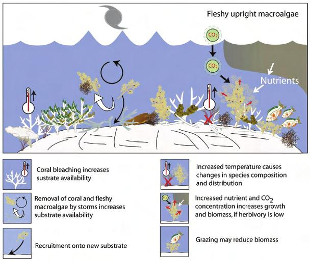 There are currently no studies demonstrating the effects of changing climate on GBR upright macroalgae.