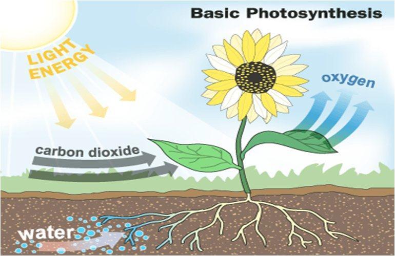 Review of Photosynthesis Photosynthesis. In plants, this process. Photosynthesis is the process that provides all of the energy made by producers that is the base of the energy pyramid.