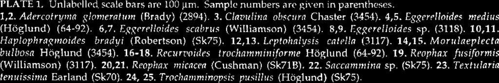 A~ophnx firsiformis (Williamson)
