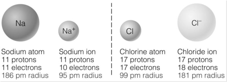 Cations: Lose outer electrons What About Ions?