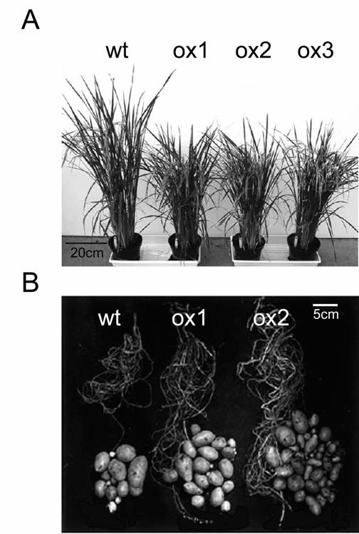 Figure Legends Figure 1. Dwarfing and yield increase using phytochrome overexpression. A. Phenotype of greenhouse-grown rice plants overexpressing Arabidopsis phya.