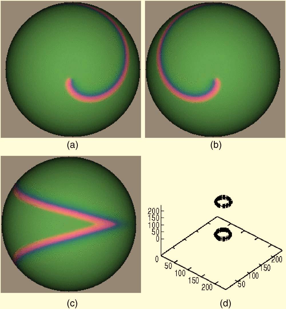 037115-3 Spiral wave dynamics in excitable media Chaos 16, 037115 2006 FIG. 2. Color online Example of a random initial condition on a thin spherical shell whose outer radius is R=60.