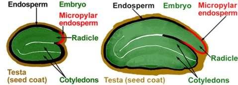 sativum: bigger seeds than Arabidopsis, single tissue analysis possible - use of molecular data