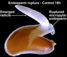 In between testa rupture and endosperm rupture the
