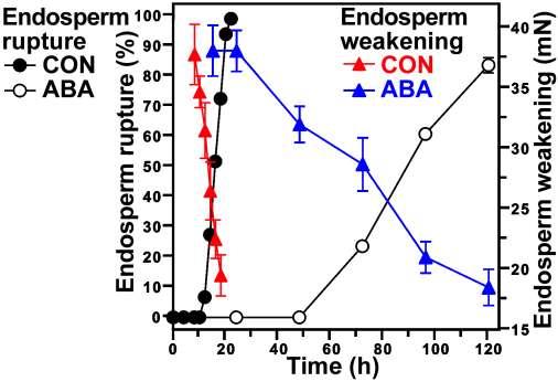 Endosperm weakening is strictly associated with the progression of germination and is regulated by hormones. Abscisic acid (ABA) inhibits seed germination.