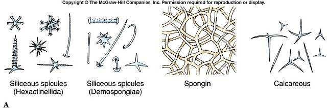 3) Demospongiae also secrete siliceous spicules.