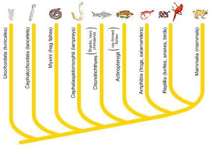 AP Biology Exam Checkpoint: 15. According to this phylogenetic tree, the animals most closely related to mammals are. A. reptiles B. amphibians C. ray-finned fishes D.