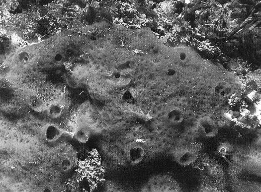 Phylogeny of Animalia (overview) Phylum Porifera: pore bearers Sponges Phylum Porifera: pore