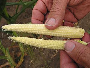 Impact on Crops Two ears of corn from different parts of the