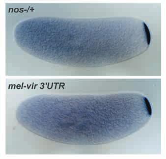 nanos RNA localization and translational regulation 667 Fig. 6. Whole-mount in situ hybridization to embryos from melvir3 UTR transgenic females.