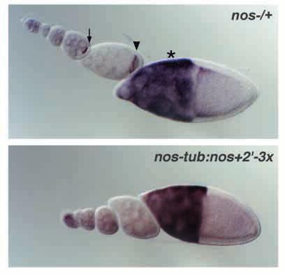 Because the mel-vir3 UTR transgene was introduced into nos BN females, the nos probe detects only RNA produced by the mel-vir3 UTR transgene. Embryos are oriented anterior to the left, dorsal up.