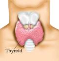 S-35 15 Picture Credit: (Thyroid gland)