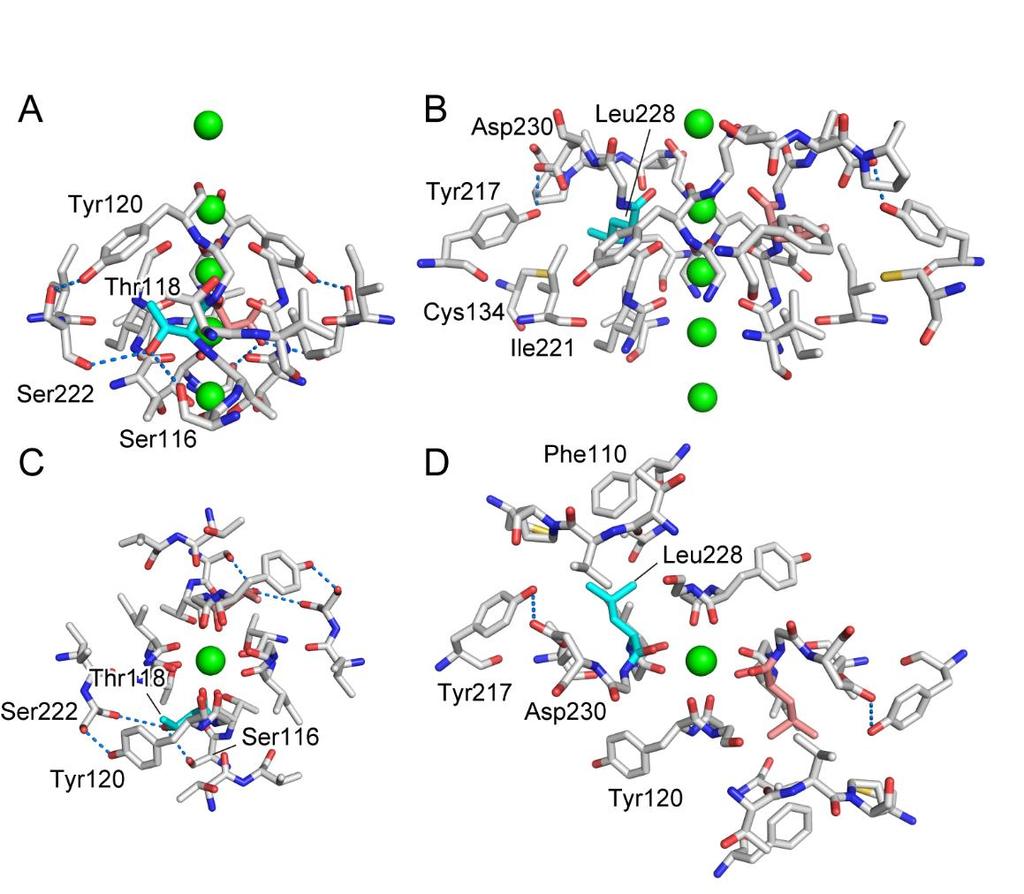 Figure S6. Amino acid residues around Thr118 and Leu228 in the crystal structure of TWIK1 Illustrations of the X-ray crystal structure of TWIK1 around the Thr118 and Leu228 residues.
