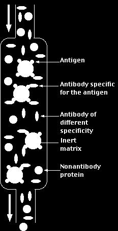 This consists of a solid matrix to which the antigen (shown in blue) has been coupled (usually covalently). Agarose, sephadex, derivatives of cellulose, or other polymers can be used as the matrix.