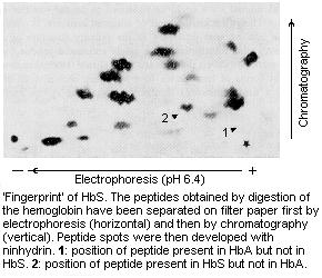 Fingerprint of Hemoglobin: