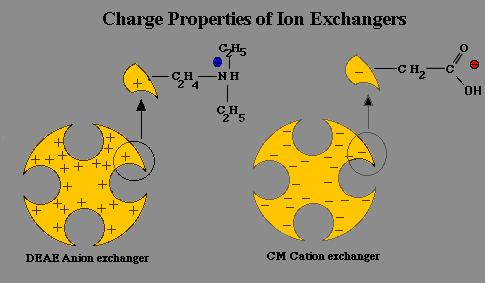 Ion-Exchange Chromatography Separation based on electric charge Ion-exchanger = solid w/ chemically bound charged groups