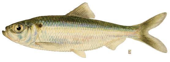 Outline Alewife Blueback herring Background Purpose and Goal Conceptual