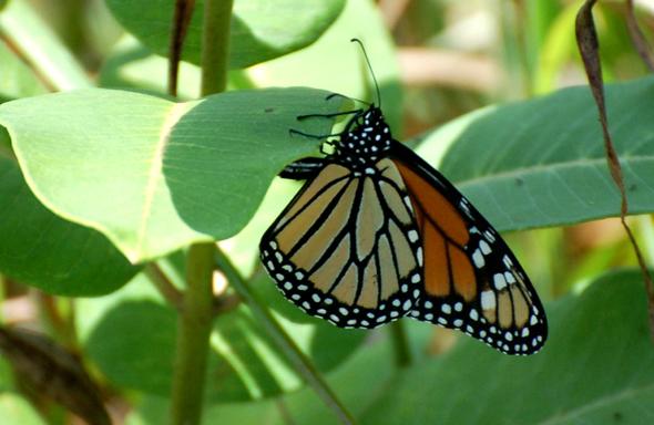 monarch butterflies A female