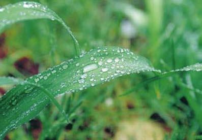 Dew Dew is produced when moist air close to the ground cools enough to condense and forms liquid water.