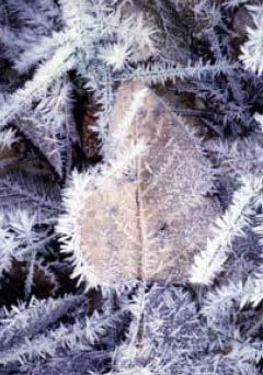 Frost If the temperature of surfaces on the ground is low enough, water vapor in